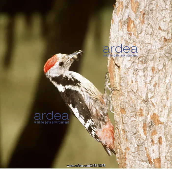 : MIDDLE SPOTTED WOODPECKER : MIDDLE SPOTTED WOODPECKER