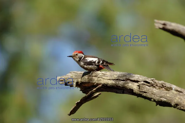 : Middle-spotted Woodpecker - adult male, May : Middle-spotted Woodpecker - adult male, May