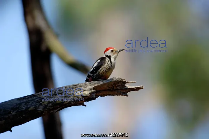  : Middle-spotted Woodpecker - adult male, May