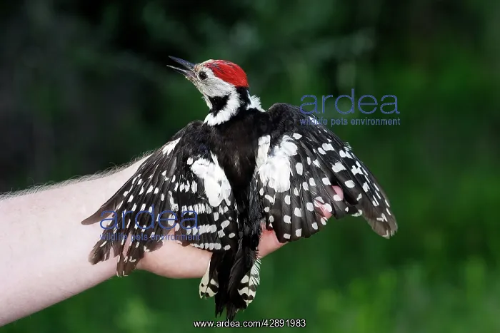 : Middle-Spotted Woodpecker - captured, being held : Middle-Spotted Woodpecker - captured, being held