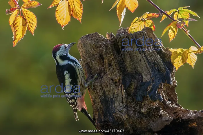 : Middle Spotted Woodpecker (Dendrocopos medius) : Middle Spotted Woodpecker (Dendrocopos medius)
