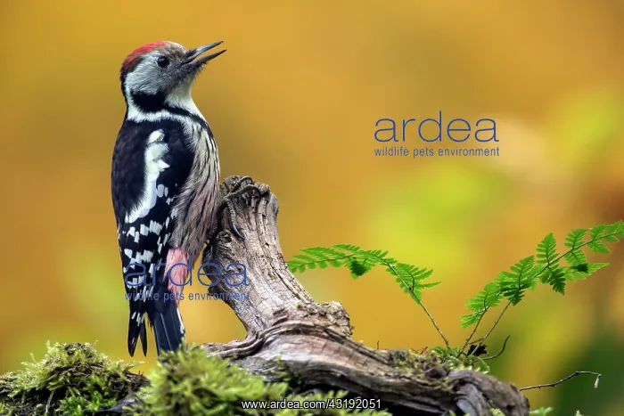 : Middle Spotted Woodpecker (Dendrocopos medius) : Middle Spotted Woodpecker (Dendrocopos medius)