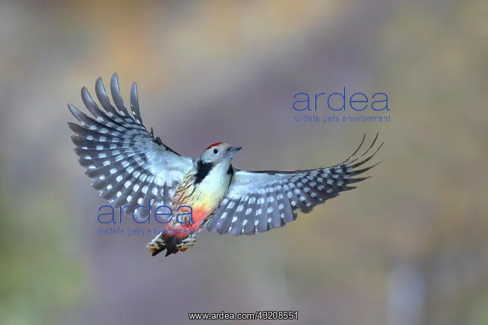 : Middle Spotted Woodpecker (Dendrocopos medius) in : Middle Spotted Woodpecker (Dendrocopos medius) in