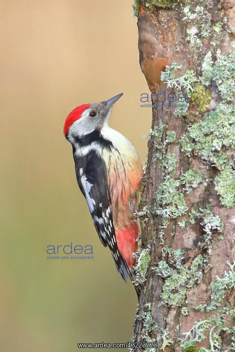 : Middle Spotted Woodpecker (Dendrocopos medius) on : Middle Spotted Woodpecker (Dendrocopos medius) on