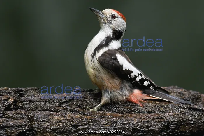 : Middle Spotted Woodpecker (Dendrocopos medius) : Middle Spotted Woodpecker (Dendrocopos medius)