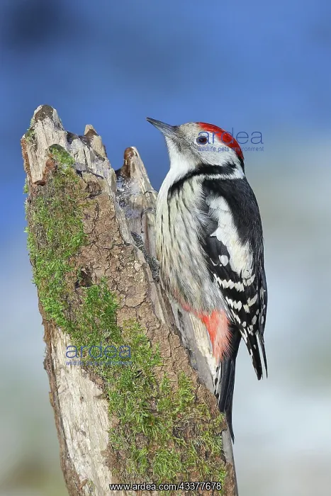 : Middle Spotted Woodpecker (Dendrocopos medius) : Middle Spotted Woodpecker (Dendrocopos medius)