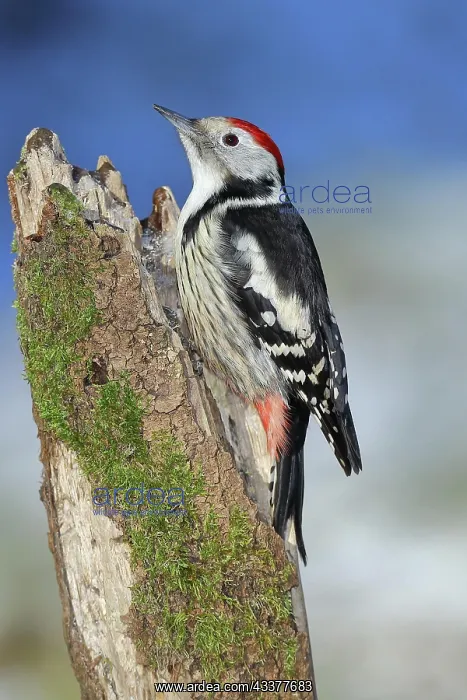 : Middle Spotted Woodpecker (Dendrocopos medius) : Middle Spotted Woodpecker (Dendrocopos medius)