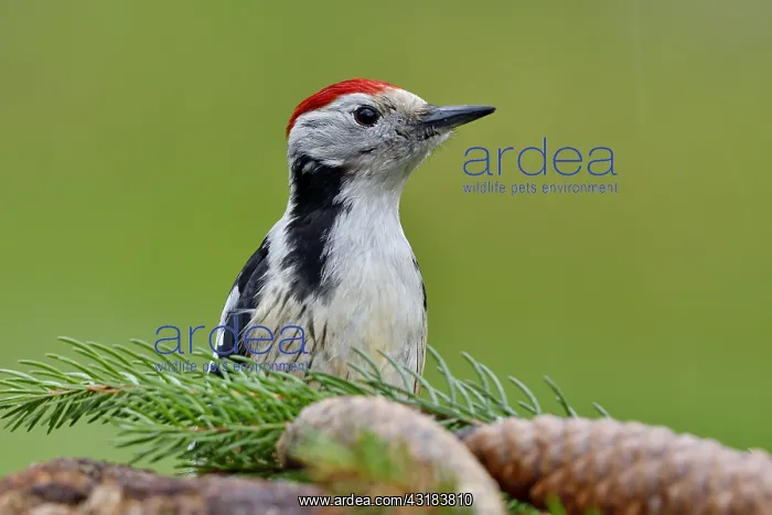 : Middle Spotted Woodpecker (Dendrocopos medius) seeking : Middle Spotted Woodpecker (Dendrocopos medius) seeking