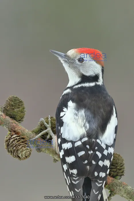 : Middle Spotted Woodpecker (Dendrocopus medius) : Middle Spotted Woodpecker (Dendrocopus medius)