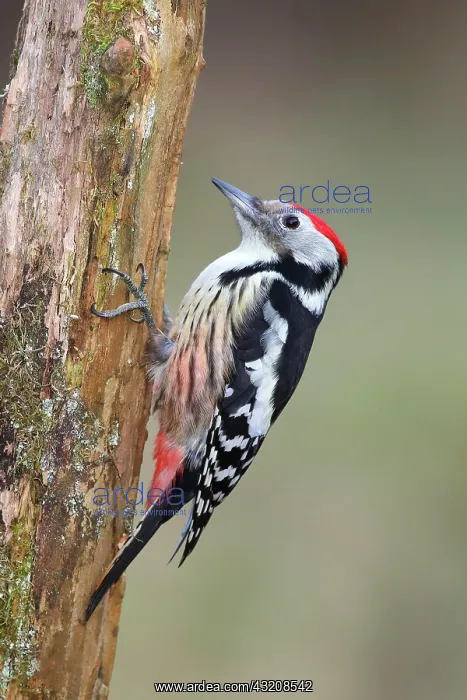 : Middle spotted woodpecker (Dendrocopus medius) sitting : Middle spotted woodpecker (Dendrocopus medius) sitting