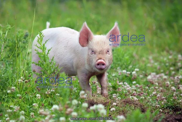 : Middle White Cross Pig - piglet : Middle White Cross Pig - piglet