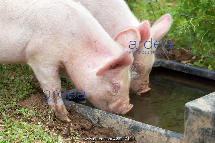 : Middle White Cross Pig - piglets drinking from trough : Middle White Cross Pig - piglets drinking from trough
