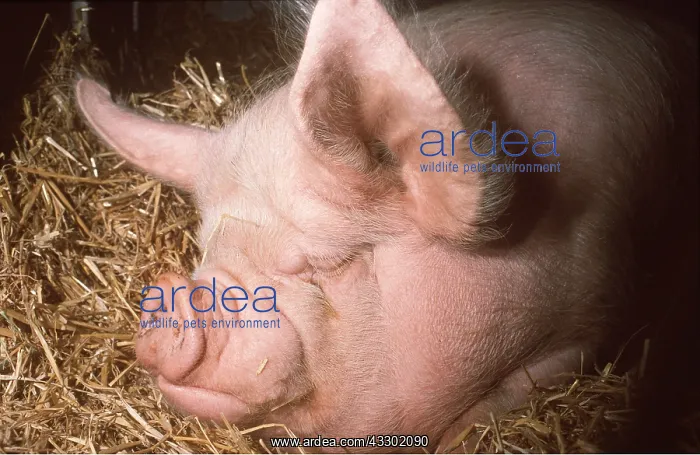 : MIDDLE WHITE PIG - Sleeping in hay, close up of head : MIDDLE WHITE PIG - Sleeping in hay, close up of head