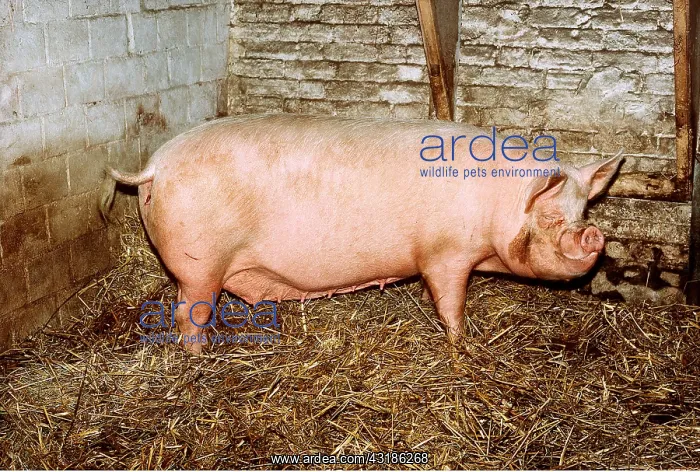 : MIDDLE WHITE PIG - on sty : MIDDLE WHITE PIG - on sty