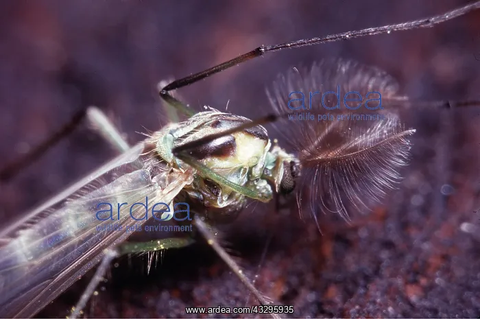 : MIDGE : MIDGE