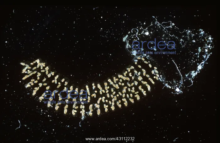 : Midge aquatic egg mass : Midge aquatic egg mass