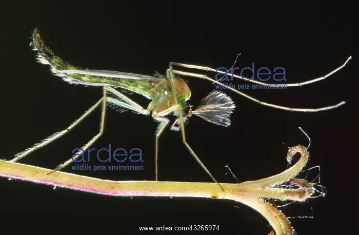 : Midge (Chironomus sp.) resting on plant against : Midge (Chironomus sp.) resting on plant against
