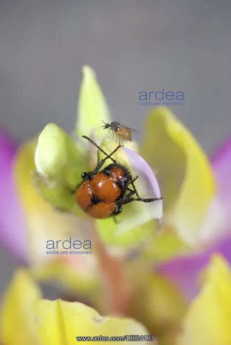 : Midge after feeding : Midge after feeding