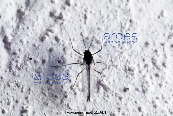 : Midge - on hose wall : Midge - on hose wall