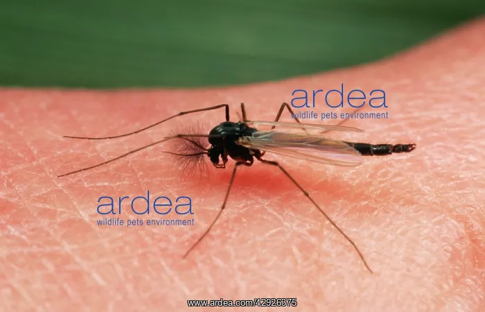 : MIDGE - ON HUMAN SKIN : MIDGE - ON HUMAN SKIN