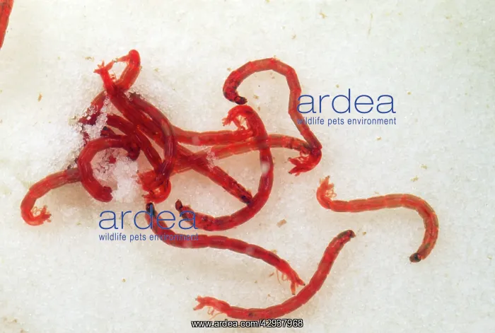 : Midge Larvae - Water Bloodworms - Chironomid fly larvae : Midge Larvae - Water Bloodworms - Chironomid fly larvae