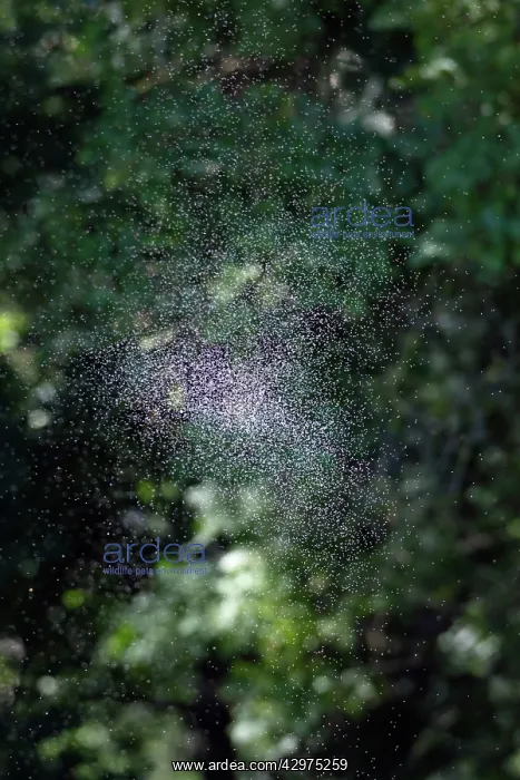 : Midge Swarm - summertime : Midge Swarm - summertime