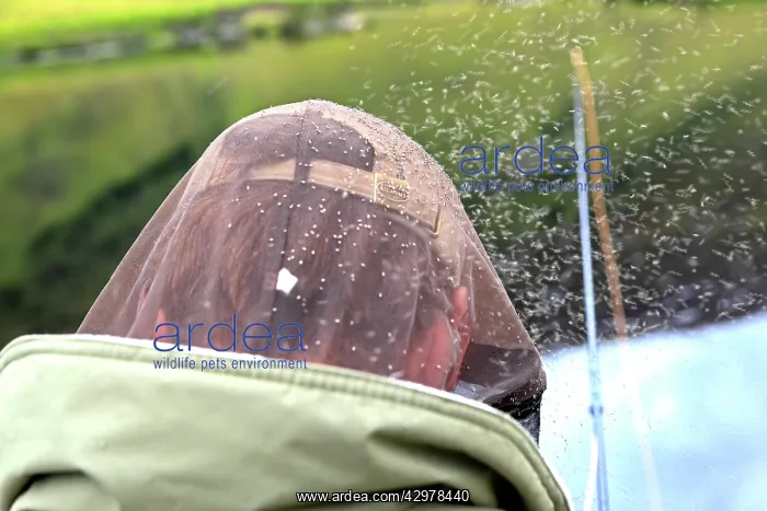 : Midges - attacking Fisherman : Midges - attacking Fisherman