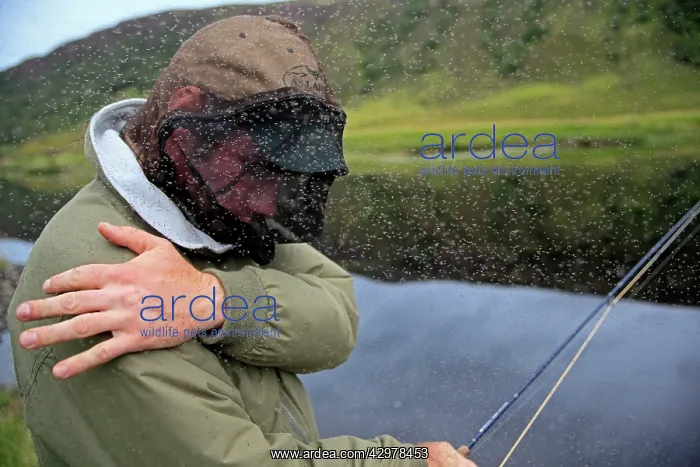 : Midges - attacking Fisherman : Midges - attacking Fisherman
