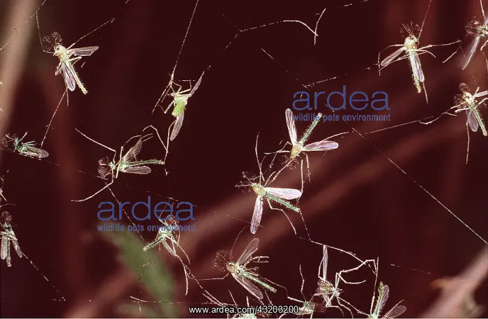 : MIDGES - On spider's web : MIDGES - On spider's web