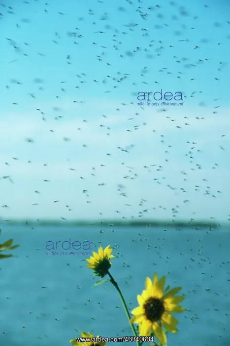 : MIDGES - SWARM : MIDGES - SWARM