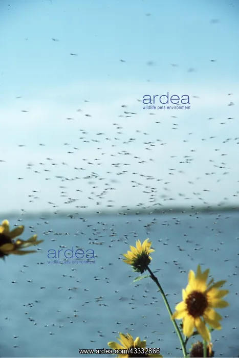 : Midges - Swarm emerging from Lake : Midges - Swarm emerging from Lake