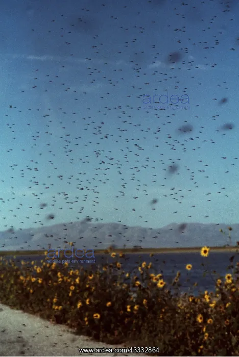 : MIDGES SWARM OVER GREAT SALT LAKE : MIDGES SWARM OVER GREAT SALT LAKE