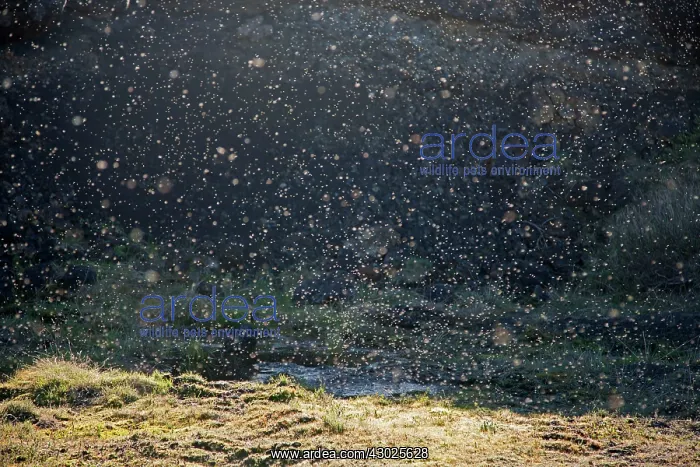 : Midges - swarming : Midges - swarming