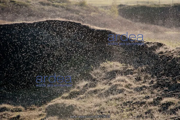 : Midges - swarming : Midges - swarming