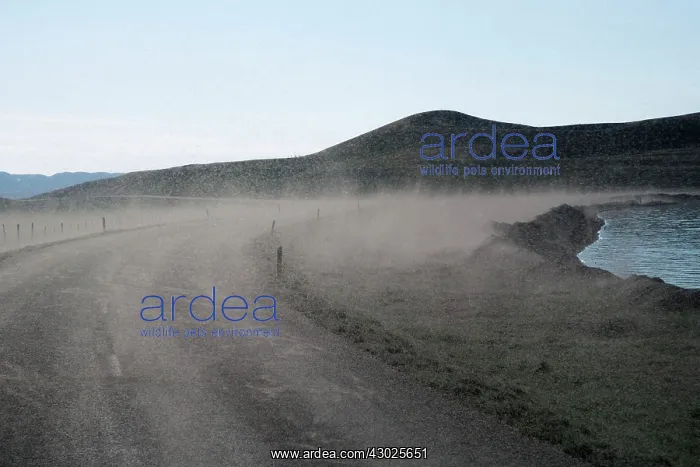 : Midges - swarming : Midges - swarming
