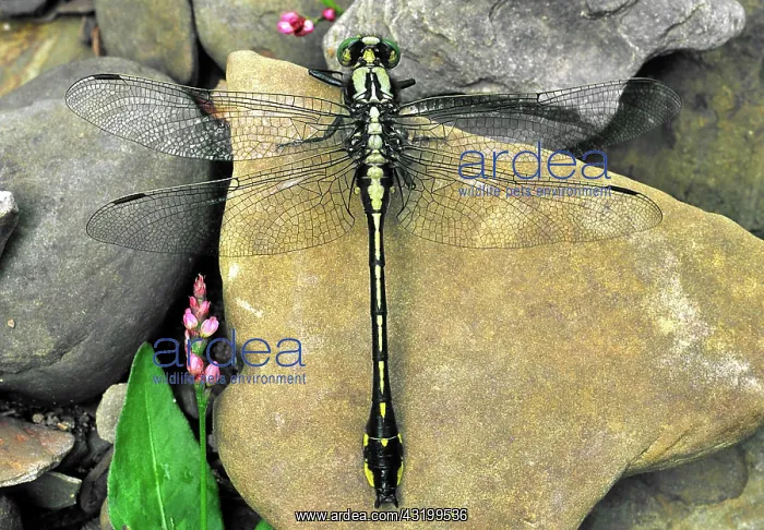 : Midland Clubtail Dragonfly : Midland Clubtail Dragonfly