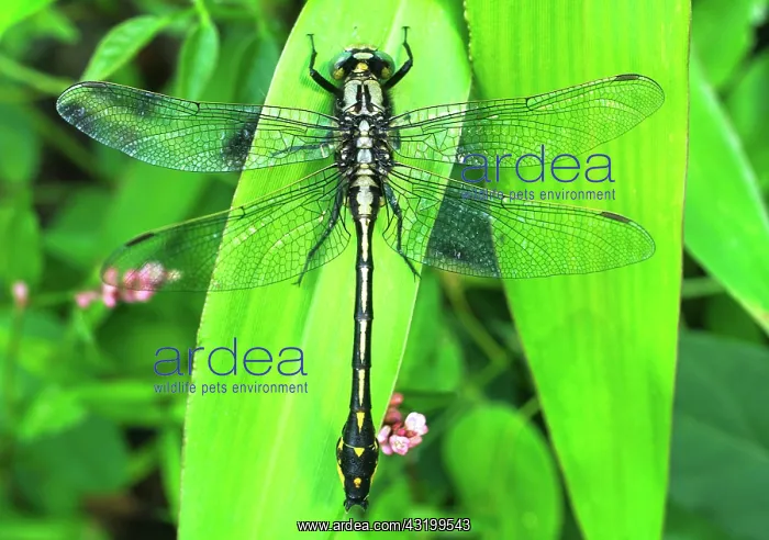 : Midland Clubtail Dragonfly : Midland Clubtail Dragonfly