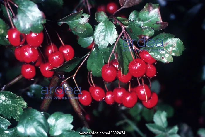  : MIDLAND HAWTHORN