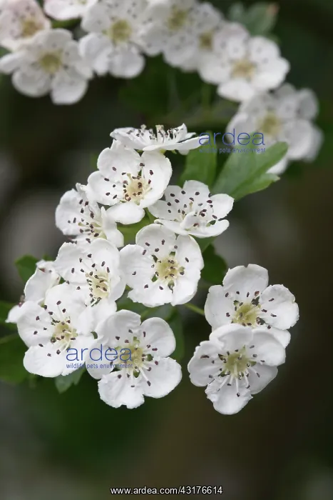 : Midland hawthorn, Crataegus laevigata, Close view : Midland hawthorn, Crataegus laevigata, Close view