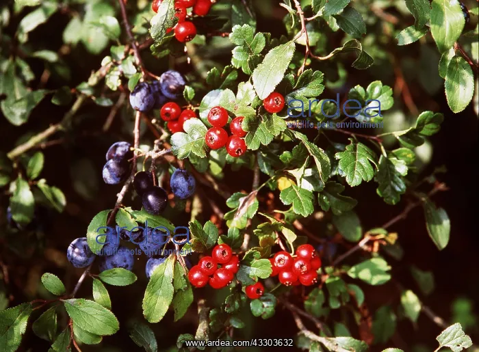 : MIDLAND HAWTHORN - hedge with sloes : MIDLAND HAWTHORN - hedge with sloes