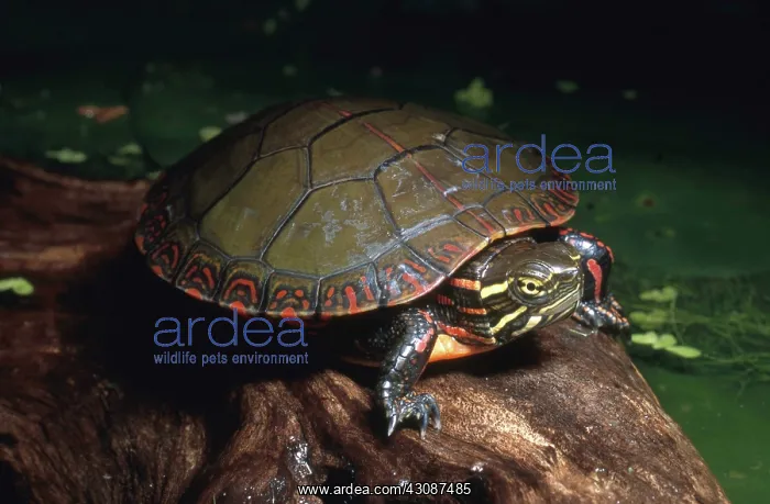 : Midland Painted Turtle : Midland Painted Turtle