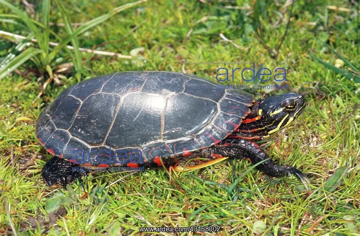  : Midland Painted Turtle