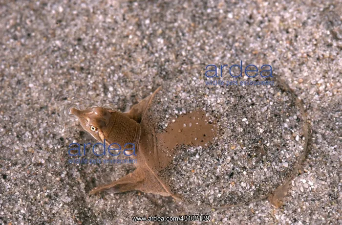 : Midland Smooth Softshell Turtle : Midland Smooth Softshell Turtle