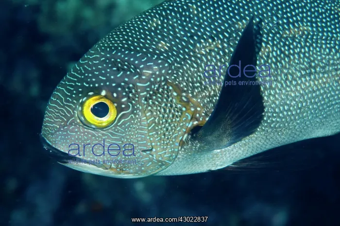  : Midnight Snapper