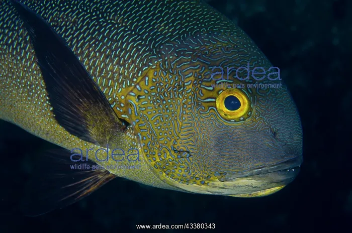 : Midnight Snapper - Liberty Wreck dive ste, Tulamben : Midnight Snapper - Liberty Wreck dive ste, Tulamben