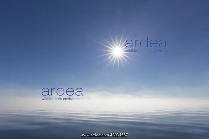 : Midnight sun over the Arctic ocean - Svalbard, Norway : Midnight sun over the Arctic ocean - Svalbard, Norway