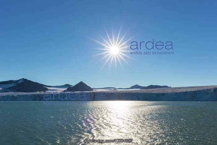 : Midnight sun over the glacier Sefstroembreen at : Midnight sun over the glacier Sefstroembreen at