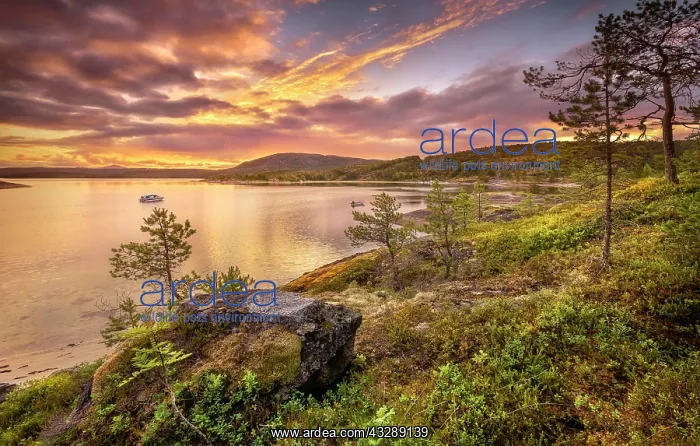 : Midnight sun in midsummer by the fjord, dense vegetation : Midnight sun in midsummer by the fjord, dense vegetation