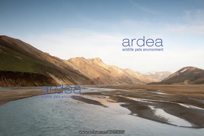 : Midnight sun at river delta in vulcanic landscape : Midnight sun at river delta in vulcanic landscape