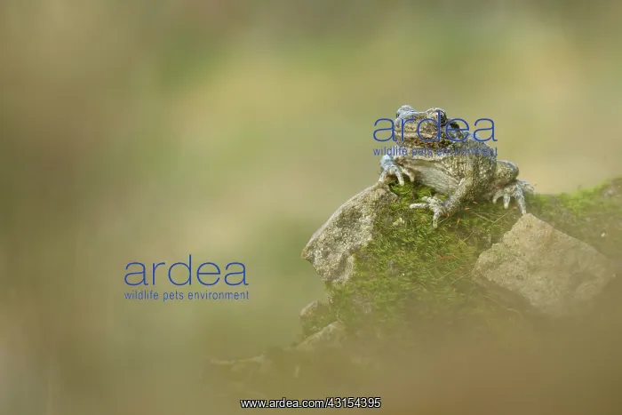 : Midwife Toad : Midwife Toad